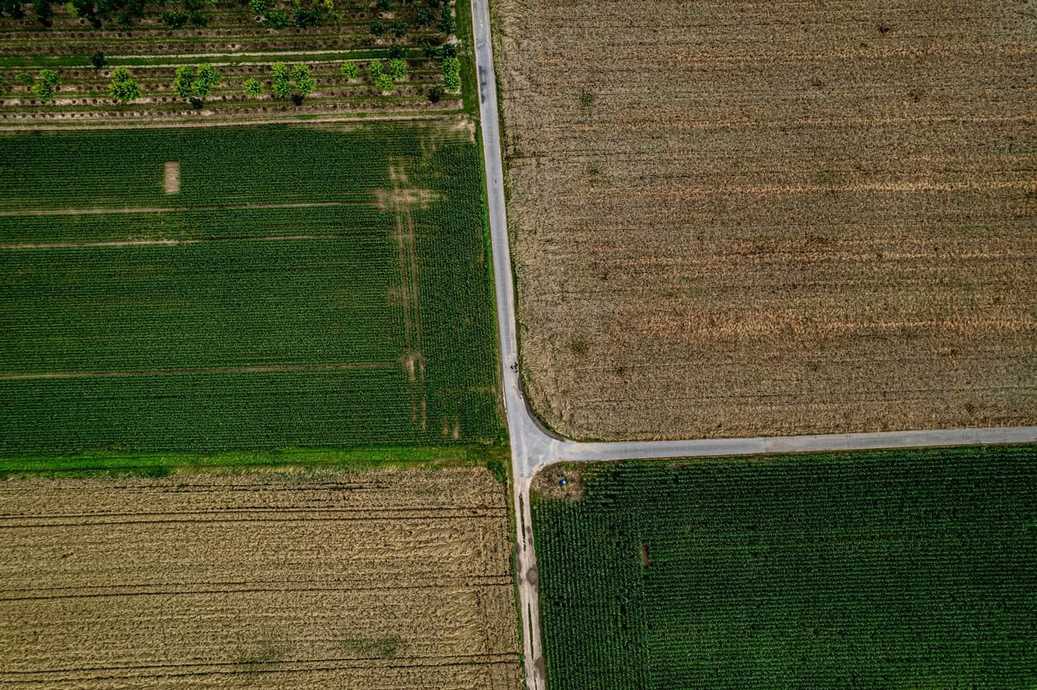 comparing automated planting versus traditional agriculture techniques