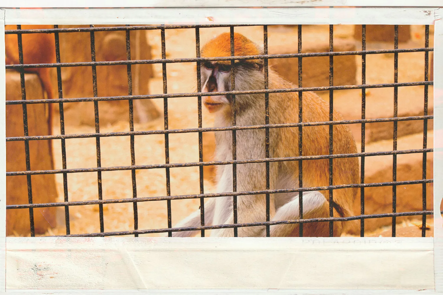 Benefits and Challenges of Natural vs. Captive Approaches in Wildlife Recovery