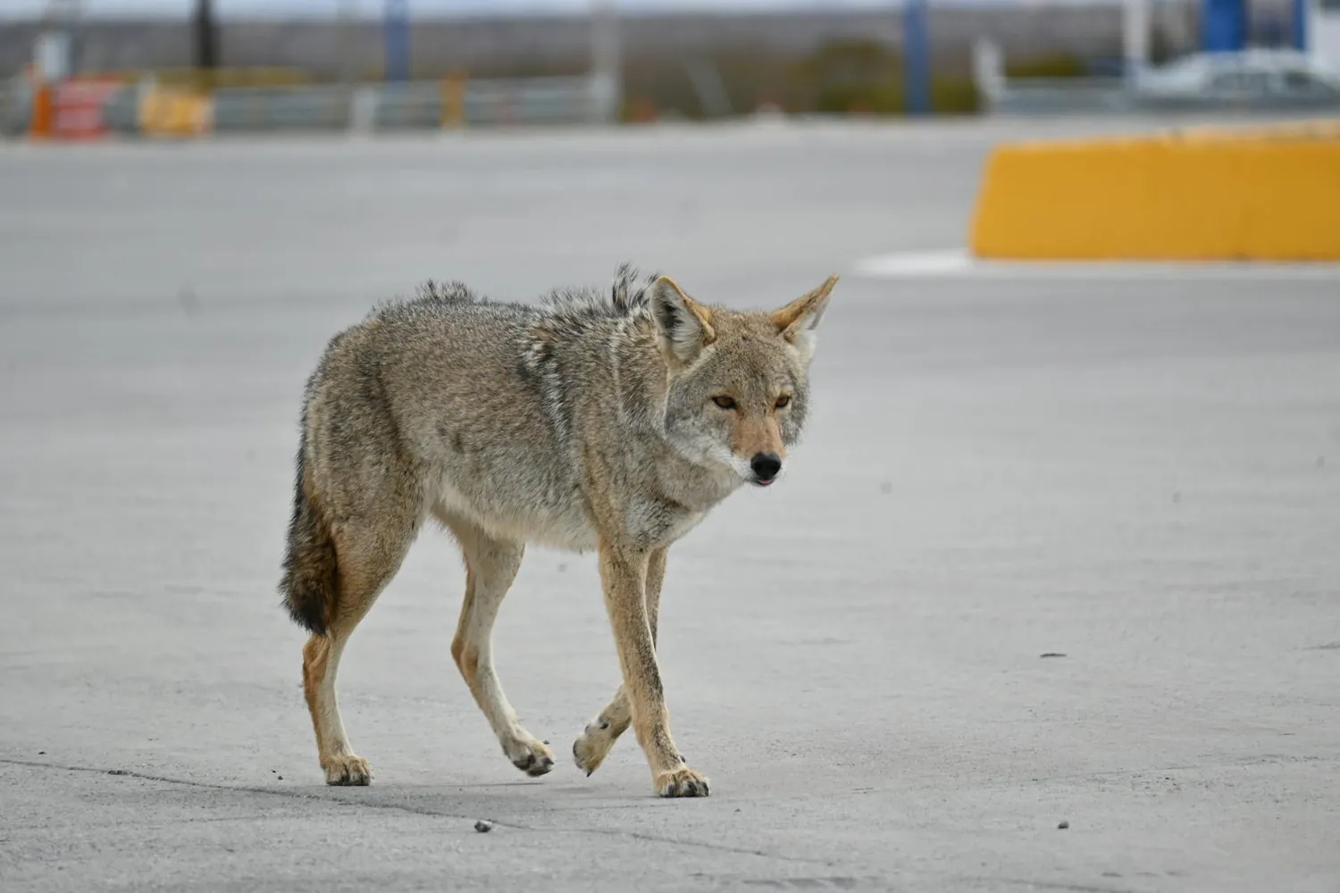 City Living for Coyotes: Adaptive Behaviors Explored Through Major Cities