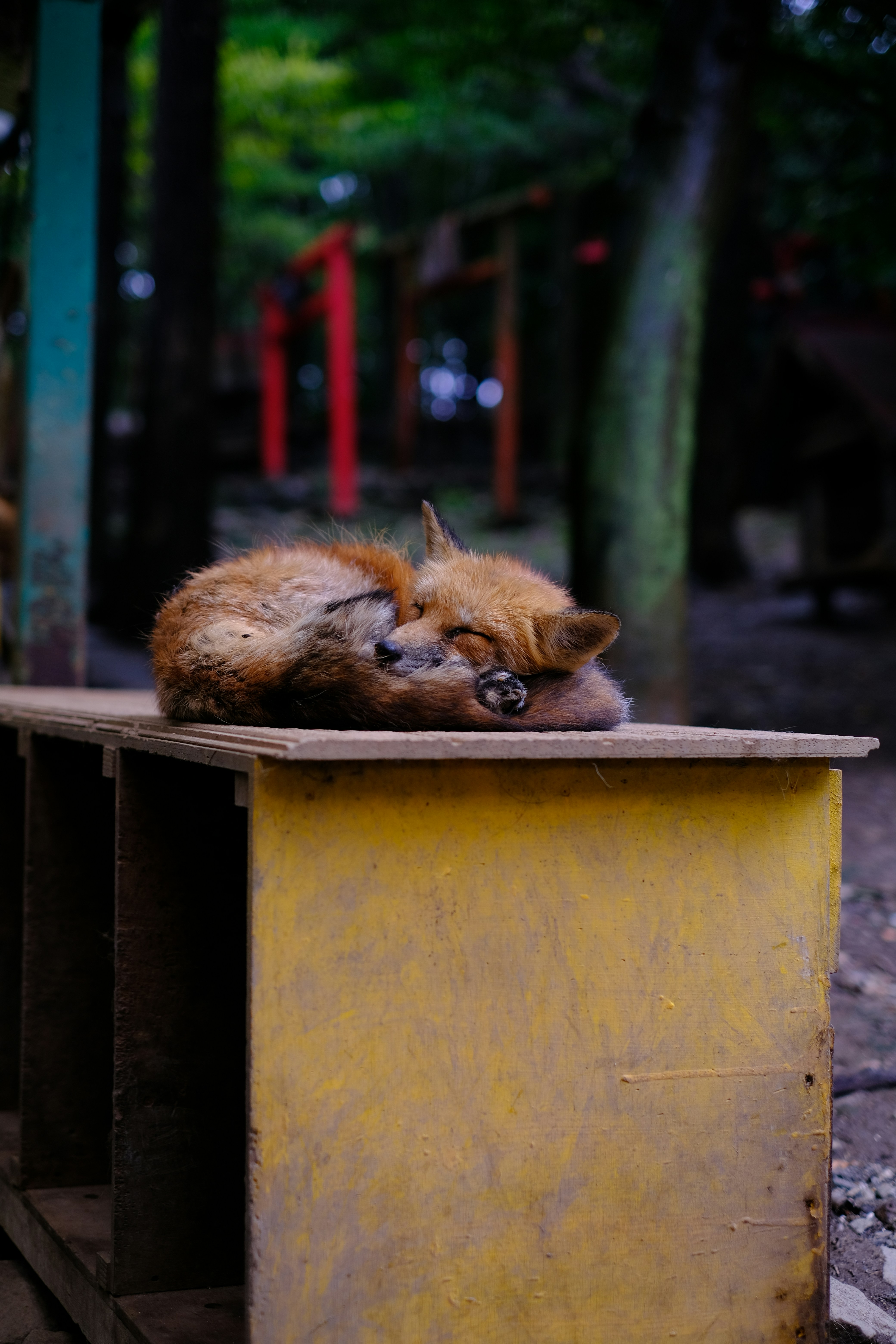 food sources and survival: how urban foxes thrive in cities