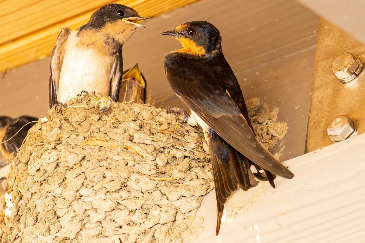 How Swallows Modify Their Nesting Practices in City Skylines