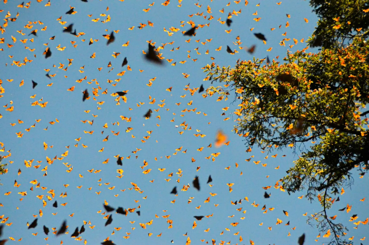 Monarch Butterflies: Tracking Seasonal Movements and Environmental Adaptations