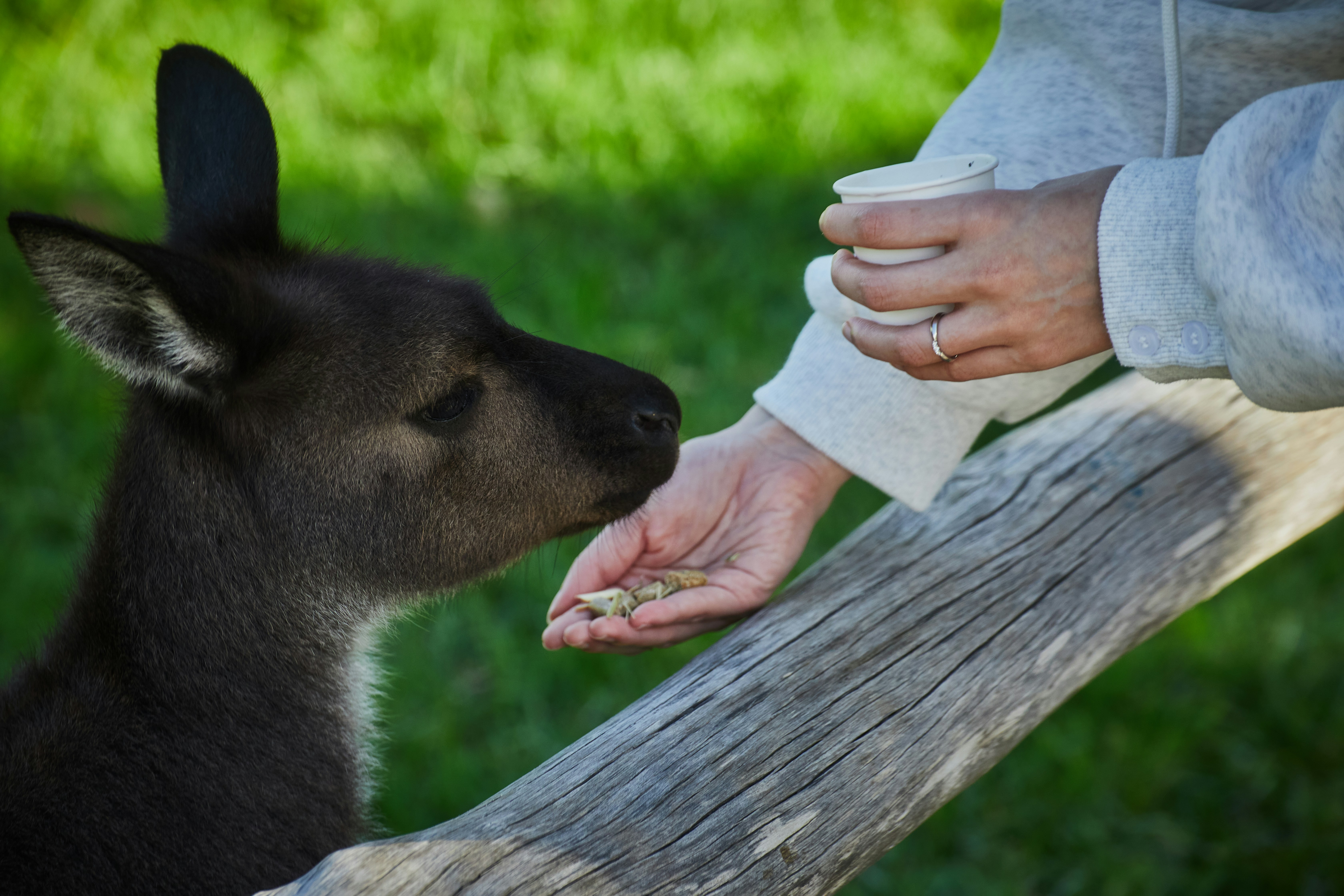 The Symphony of Wildlife: Understanding Animal Communication